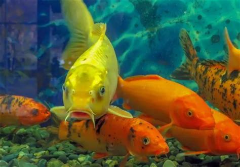 招財魚好養活么,單養招財魚公母哪個好