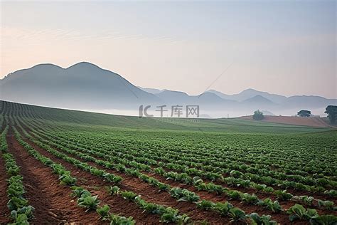 女人夢見一片綠色莊稼