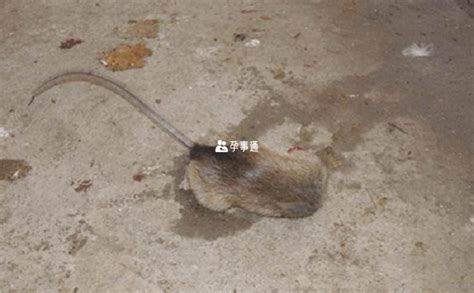 孕婦夢見已經(jīng)死了的人