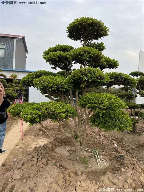 院子里種黃楊風水好嗎,黃楊樹風水禁忌